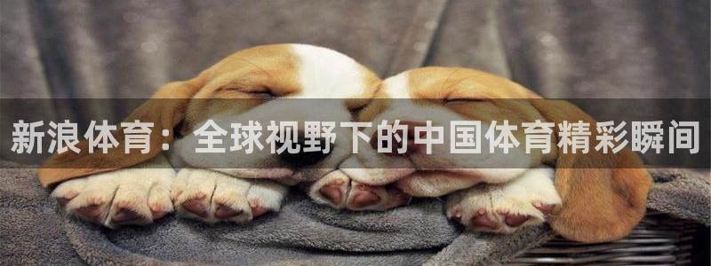 下载飞速直播nba：新浪体育：全球视野下的中国体育精彩瞬间