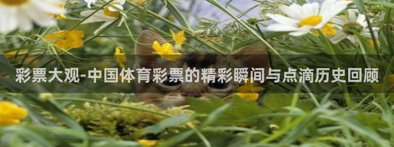 飞速体育直播nba高清：彩票大观-中国体育彩票的精彩瞬间与点滴历史回顾